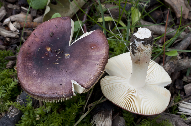 Russula graveolens